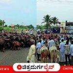 ಹೊಸದುರ್ಗದ ಮಾವಿನಕಟ್ಟೆ ಗೇಟ್ ಬಳಿ ಭೀಕರ ಬರ ಪರಿಹಾರ ಹಾಗೂ ರಾಗಿ ಬೆಂಬಲ ಬೆಲೆ ಹಣ ಬಿಡುಗಡೆಗೆ ಆಗ್ರಹಿಸಿ ರೈತರಿಂದ ಬೃಹತ್ ರಸ್ತೆ ತಡೆ ಚಳವಳಿ. ಭದ್ರಾ ನೀರು ಹಂಚಿಕೆ ಹಾಗೂ ಮೇವಿನ ಬ್ಯಾಂಕ್ ಸ್ಥಾಪನೆಗೆ ರೈತರ ಪಟ್ಟು.