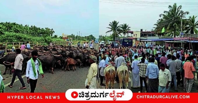 ಹೊಸದುರ್ಗದ ಮಾವಿನಕಟ್ಟೆ ಗೇಟ್ ಬಳಿ ಭೀಕರ ಬರ ಪರಿಹಾರ ಹಾಗೂ ರಾಗಿ ಬೆಂಬಲ ಬೆಲೆ ಹಣ ಬಿಡುಗಡೆಗೆ ಆಗ್ರಹಿಸಿ ರೈತರಿಂದ ಬೃಹತ್ ರಸ್ತೆ ತಡೆ ಚಳವಳಿ. ಭದ್ರಾ ನೀರು ಹಂಚಿಕೆ ಹಾಗೂ ಮೇವಿನ ಬ್ಯಾಂಕ್ ಸ್ಥಾಪನೆಗೆ ರೈತರ ಪಟ್ಟು.