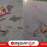 ಚಿತ್ರದುರ್ಗದ ತಮಟಕಲ್ಲು ಬಳಿ NH 48 ರಸ್ತೆ ದಾಟುತ್ತಿದ್ದ ಚಿರತೆ ಮರಿಗೆ ಅಪರಿಚಿತ ವಾಹನ ಡಿಕ್ಕಿಯಾಗಿ ಸ್ಥಳದಲ್ಲೇ ಸಾವನ್ನಪ್ಪಿದೆ. ಚಾಲಕ ಪರಾರಿಯಾಗಿದ್ದು, ಅರಣ್ಯ ಇಲಾಖೆ ಅಧಿಕಾರಿಗಳಿಂದ ಪರಿಶೀಲನೆ ನಡೆದಿದೆ. ಚಿತ್ರದುರ್ಗದ ತಾಜಾ ಸುದ್ದಿಗಳಿಗಾಗಿ ಓದಿ.