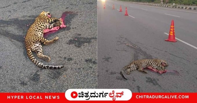 ಚಿತ್ರದುರ್ಗದ ತಮಟಕಲ್ಲು ಬಳಿ NH 48 ರಸ್ತೆ ದಾಟುತ್ತಿದ್ದ ಚಿರತೆ ಮರಿಗೆ ಅಪರಿಚಿತ ವಾಹನ ಡಿಕ್ಕಿಯಾಗಿ ಸ್ಥಳದಲ್ಲೇ ಸಾವನ್ನಪ್ಪಿದೆ. ಚಾಲಕ ಪರಾರಿಯಾಗಿದ್ದು, ಅರಣ್ಯ ಇಲಾಖೆ ಅಧಿಕಾರಿಗಳಿಂದ ಪರಿಶೀಲನೆ ನಡೆದಿದೆ. ಚಿತ್ರದುರ್ಗದ ತಾಜಾ ಸುದ್ದಿಗಳಿಗಾಗಿ ಓದಿ.