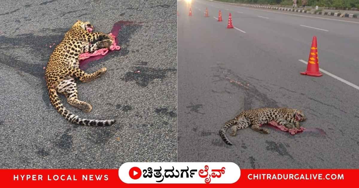 ಚಿತ್ರದುರ್ಗದ ತಮಟಕಲ್ಲು ಬಳಿ NH 48 ರಸ್ತೆ ದಾಟುತ್ತಿದ್ದ ಚಿರತೆ ಮರಿಗೆ ಅಪರಿಚಿತ ವಾಹನ ಡಿಕ್ಕಿಯಾಗಿ ಸ್ಥಳದಲ್ಲೇ ಸಾವನ್ನಪ್ಪಿದೆ. ಚಾಲಕ ಪರಾರಿಯಾಗಿದ್ದು, ಅರಣ್ಯ ಇಲಾಖೆ ಅಧಿಕಾರಿಗಳಿಂದ ಪರಿಶೀಲನೆ ನಡೆದಿದೆ. ಚಿತ್ರದುರ್ಗದ ತಾಜಾ ಸುದ್ದಿಗಳಿಗಾಗಿ ಓದಿ.
